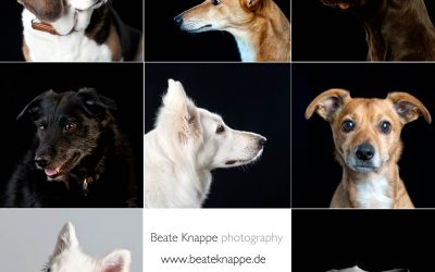 Hunde – ja, ich habe auch schon Hunde portraitiert