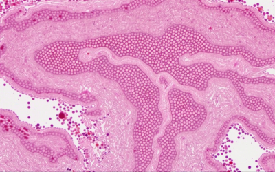 Wenn der Körper erinnert, bevor der Verstand begreift.